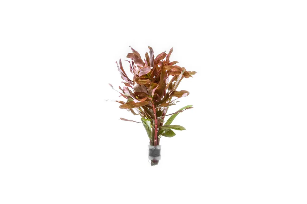 Ammania Senegalensis - ACW