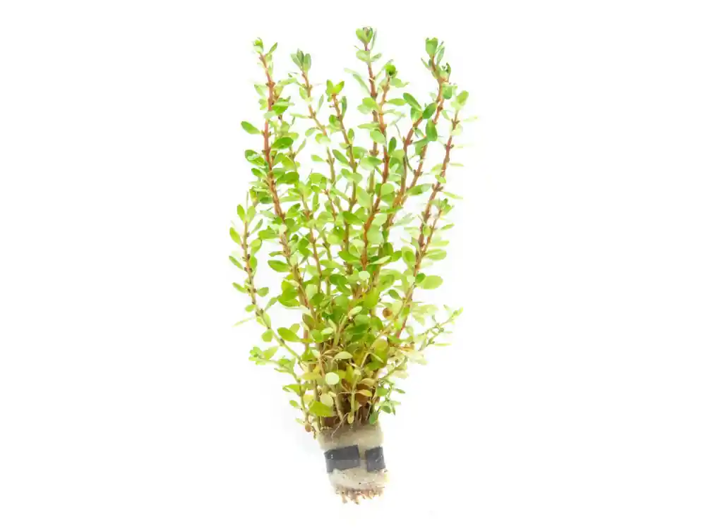 Rotala Bonsai - IS