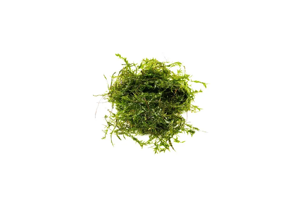 Willow Moss - JA