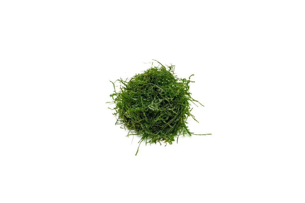 Spiky Moss - BUCE