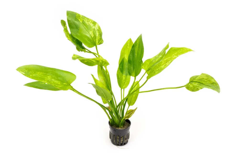 Echinodorus Marble Queen - ACW