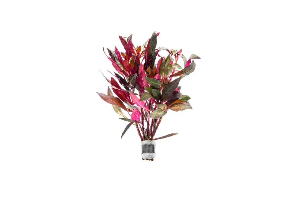 Alternanthera Reineckii - ACW