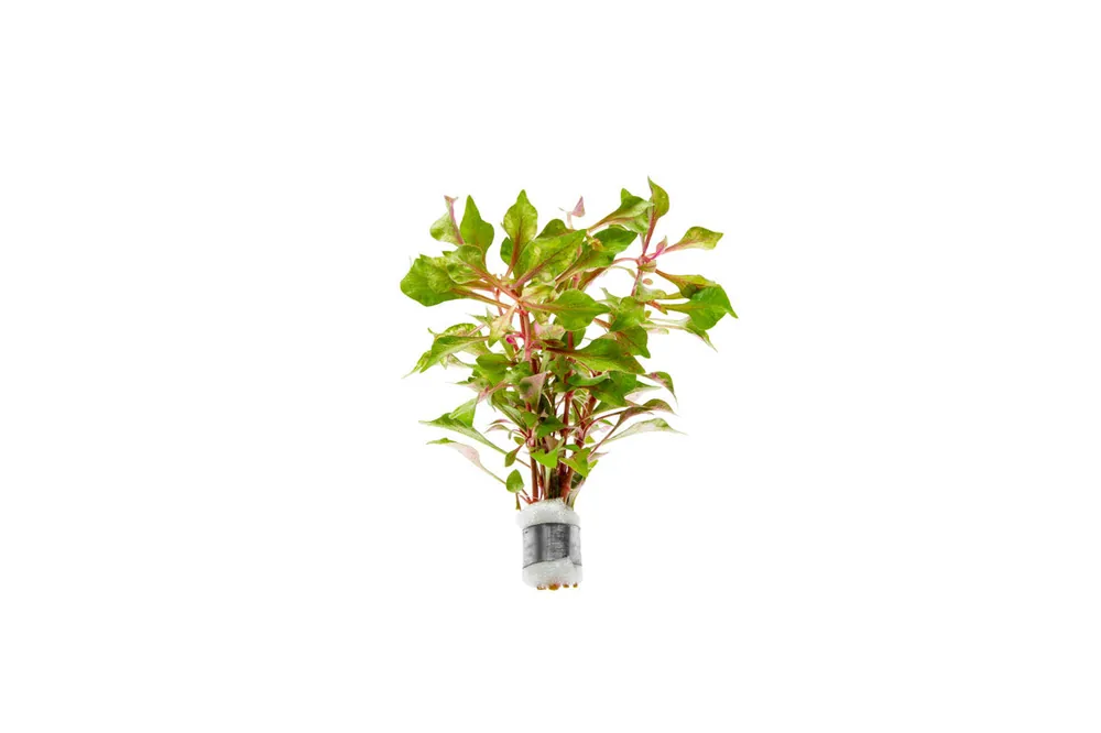 Alternanthera Bettzickiana Red - ACW