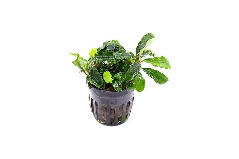 Bucephalandra Green Wavy Pot (Farmed) - CPA