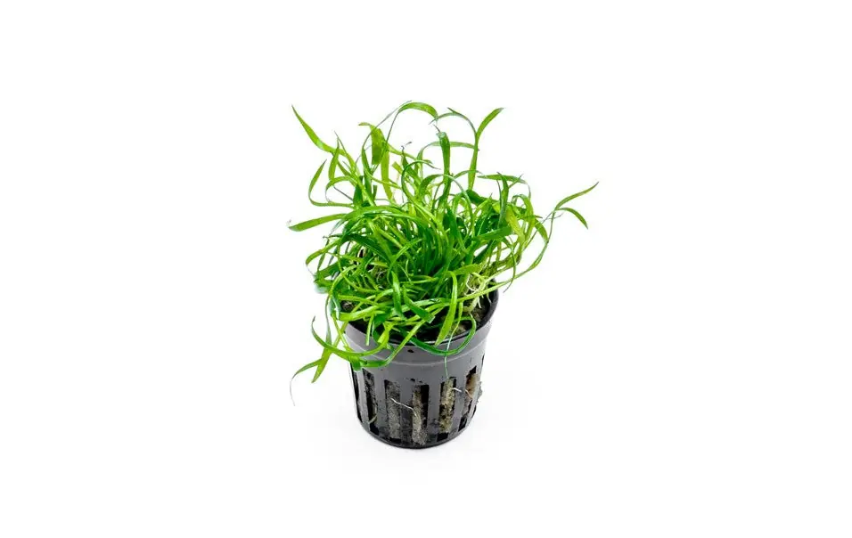 Micro Sword / Lilaeopsis Novaezelandiae - ACW