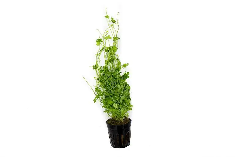 Hydrocotyle Tripartita - ACW