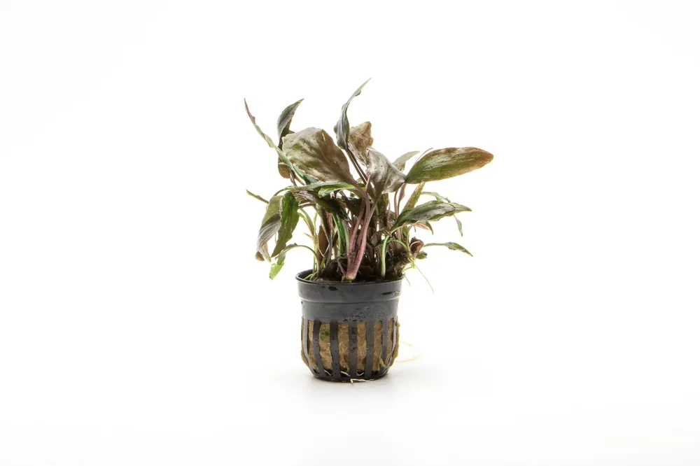 Cryptocoryne Blassii - ACW