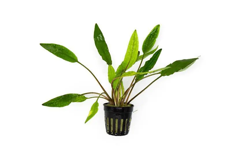Cryptocoryne Sri Lanka - ACW
