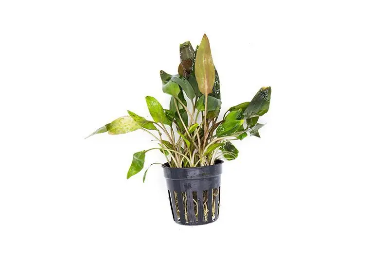 Cryptocoryne Walkeri - ACW