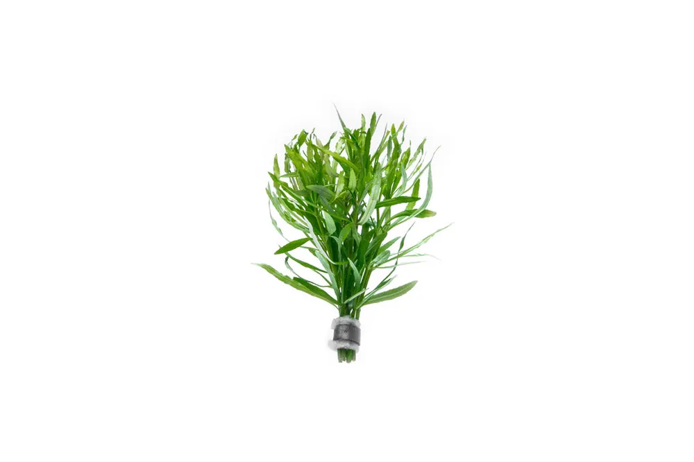 Eusteralis Stellata / Pogostemon Stellatus - ACW