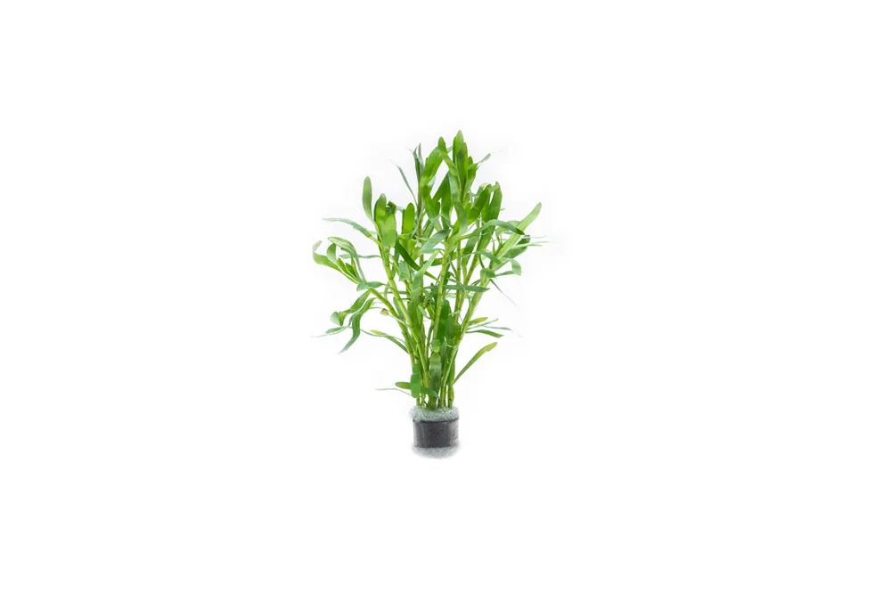Heteranthera Zosterifolia - ACW