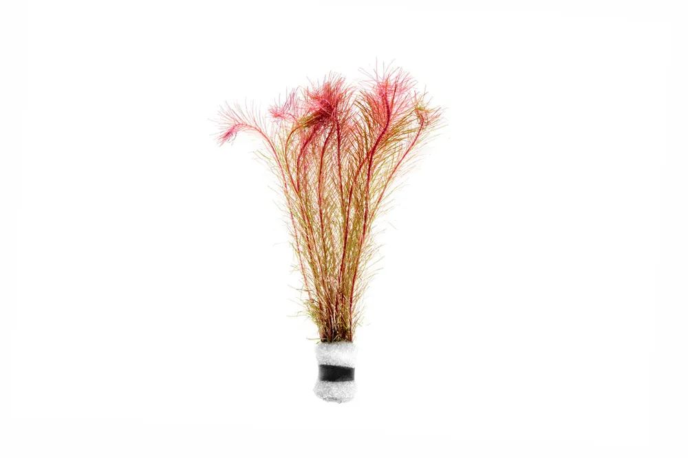 Rotala Wallichii - ACW