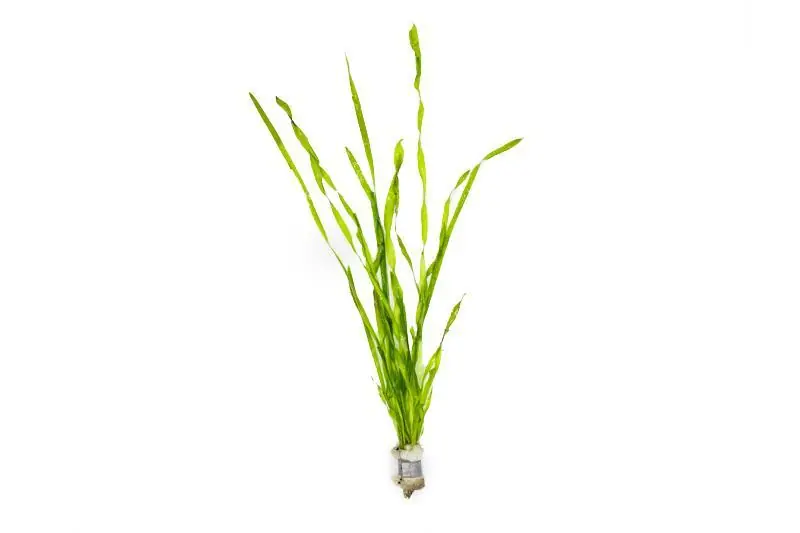 Vallisneria Contortionist (Corkscrew Vallisneria) - ACW