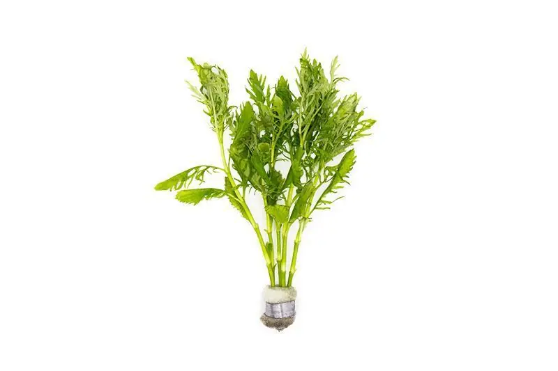 Water Wisteria/Hygrophila Difformis - ACW
