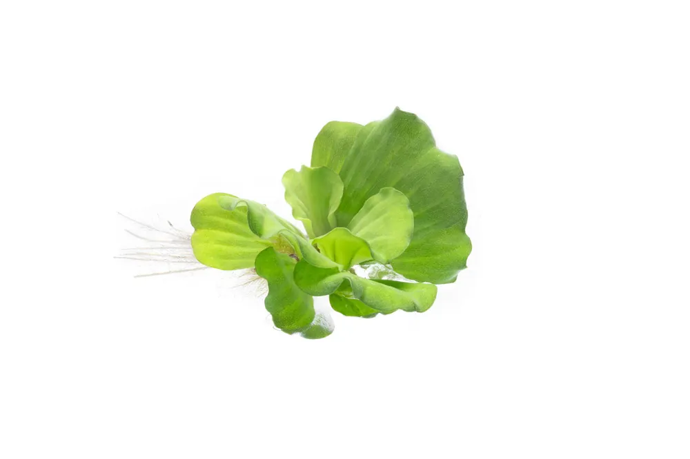 Pistia Stratiotes/ Water Lettuce - ACW