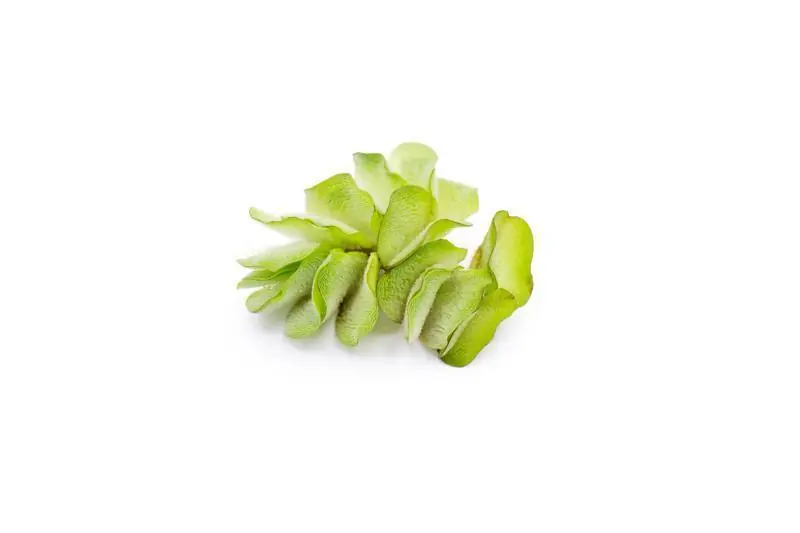 Salvinia Natans/ Floating Fern - ACW