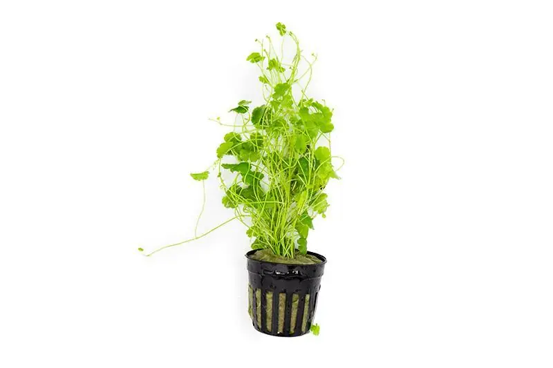 Hydrocotyle Sibthorpioides - ACW