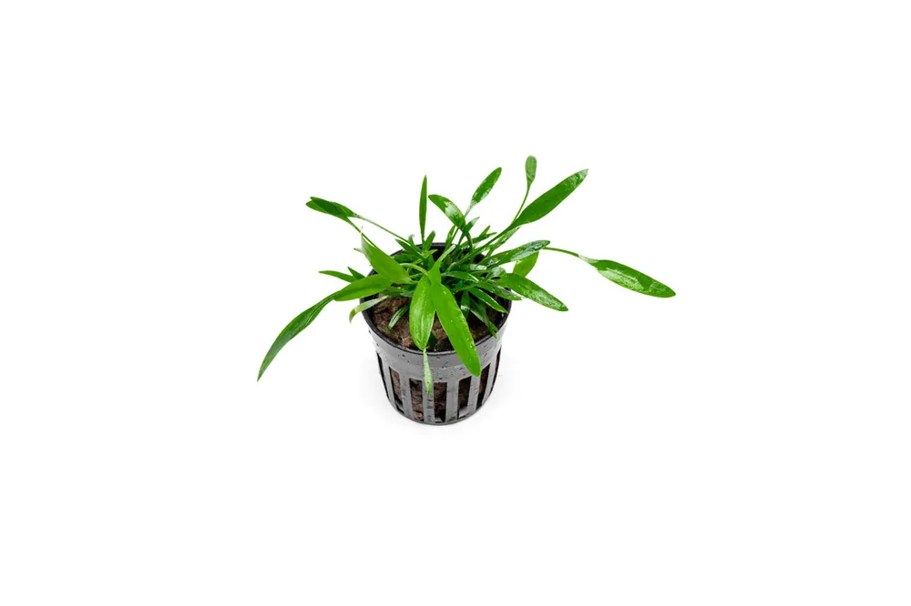 Cryptocoryne Lucens - ACW
