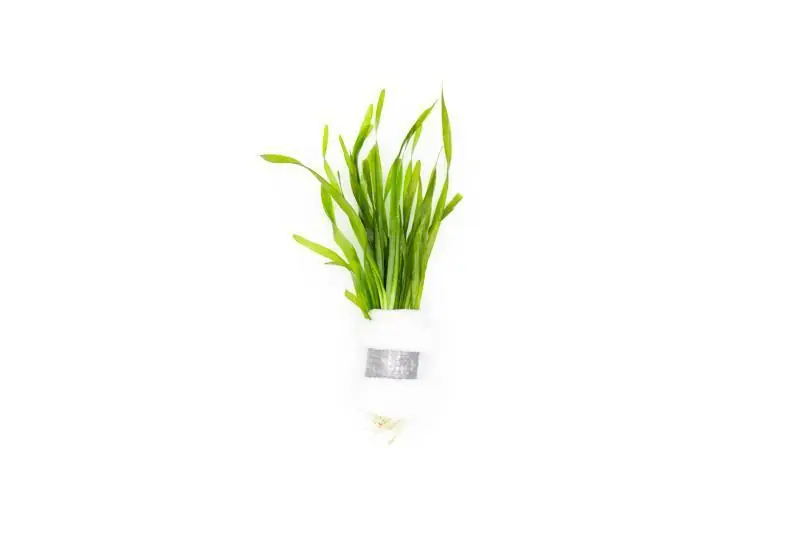 Vallisneria Torta - ACW