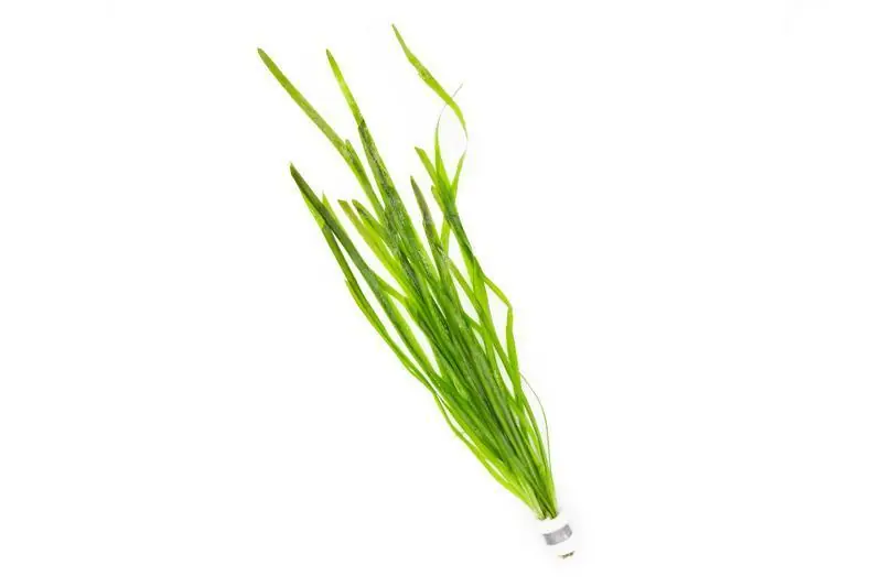 Vallisneria Spiralis - ACW