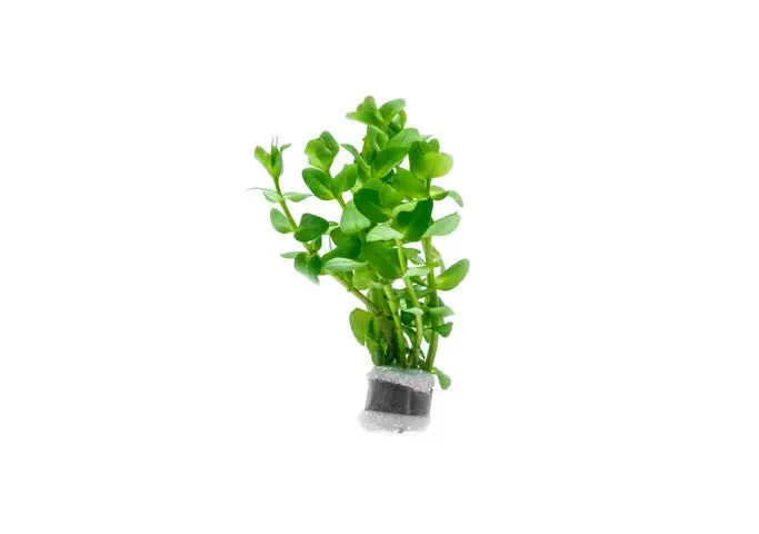 Bacopa Caroliniana Red - ACW