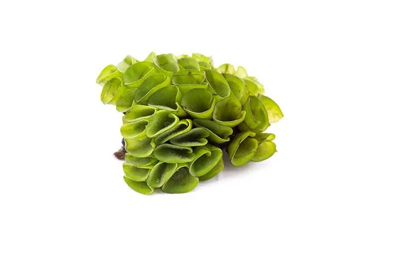 Salvinia Cucullata - ACW