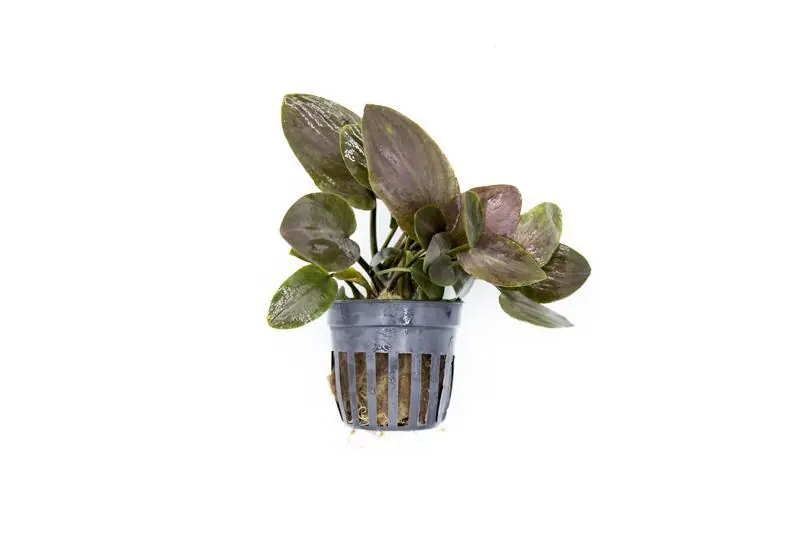 Lagenandra Meeboldii 'Red' - ACW