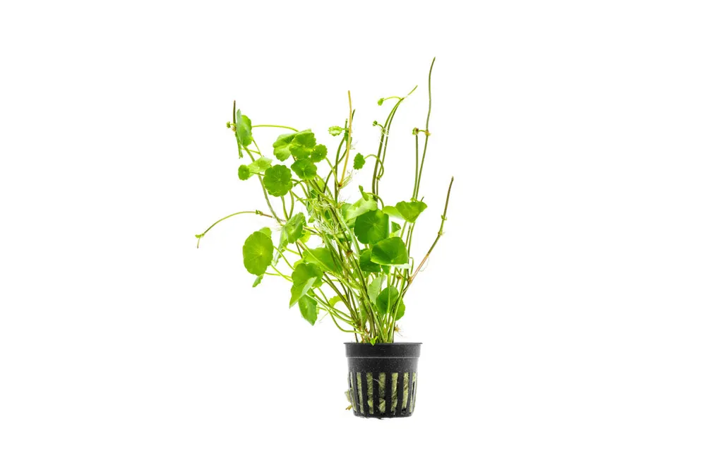 Hydrocotyle Verticillata - ACW