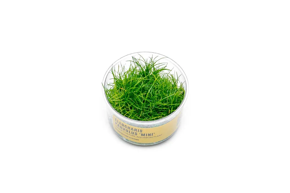 Dwarf Hair Grass UNS Tissue Culture - UNSTC