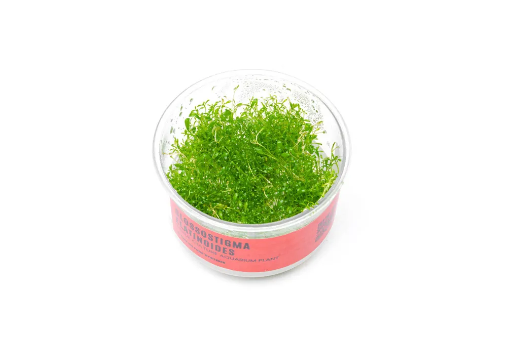 Glossostigma Elatinoides UNS Tissue Culture - UNSTC