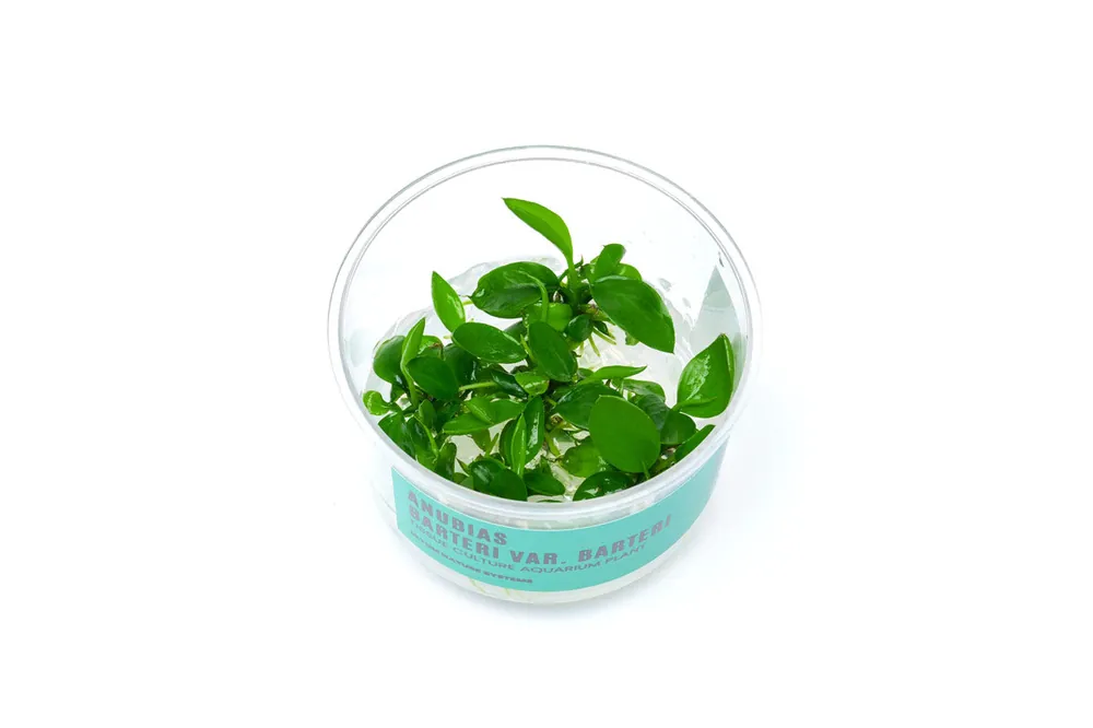 Anubias Barteri UNS Tissue Culture - UNSTC