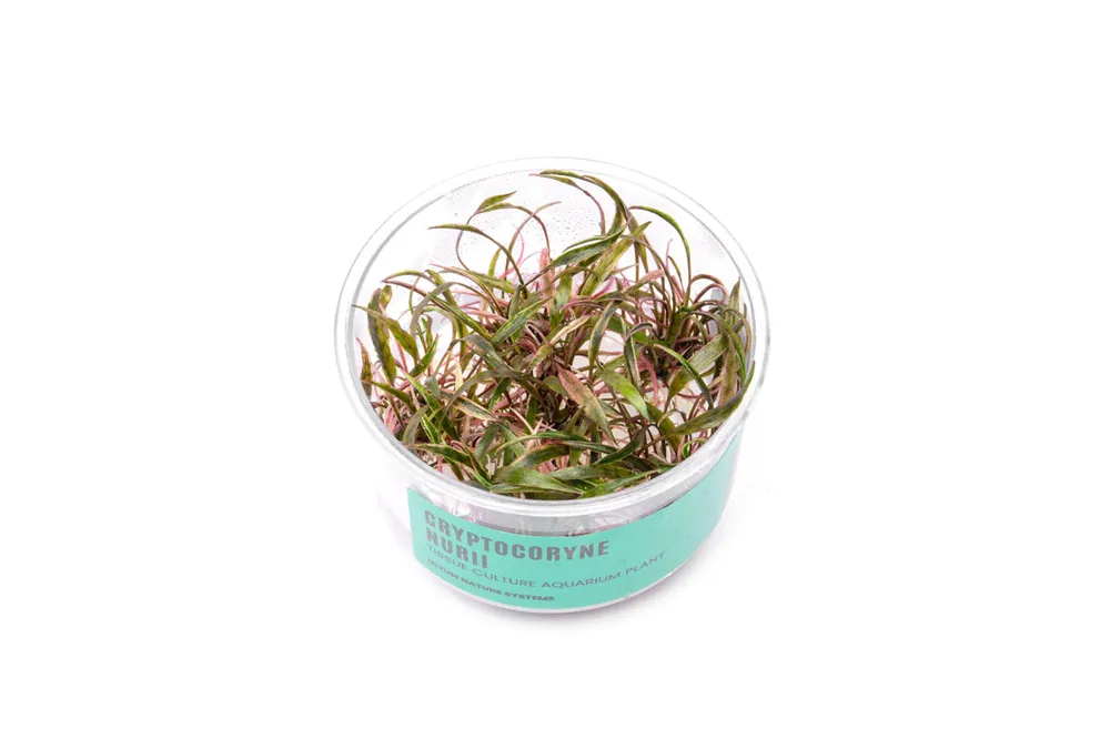 Cryptocoryne Nurii UNS Tissue Culture - UNSTC