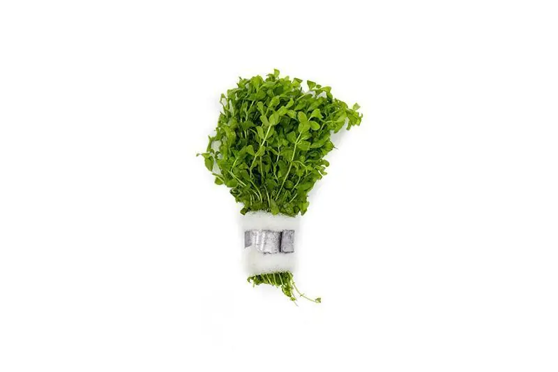 Hemianthus Micranthemoides (Pearl Weed) - ACW