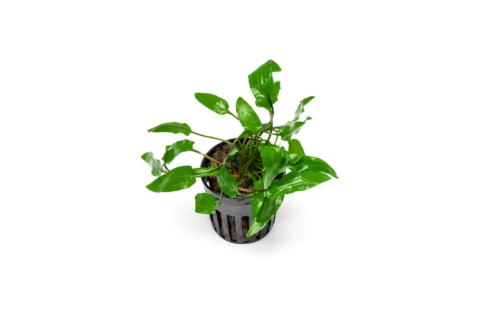 Cryptocoryne Wendtii Green - ACW