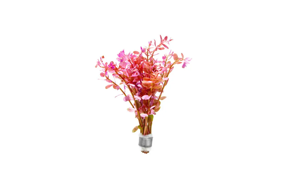 Rotala Rotundifolia Red - ACW