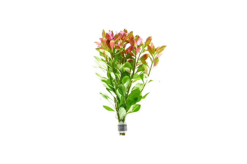 Ludwigia Repens - ACW