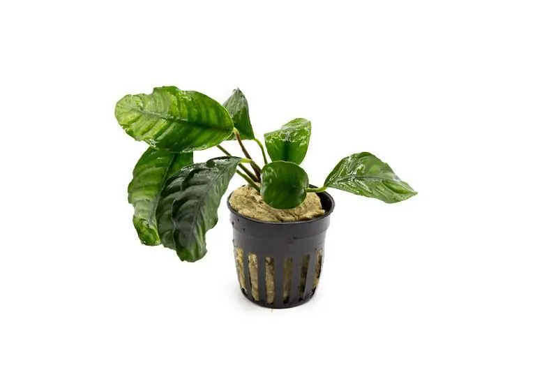 Anubias Barteri 'Coffeefolia' - ACW