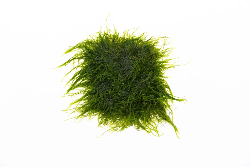 Spiky Moss on Stainless Steel - BUCE
