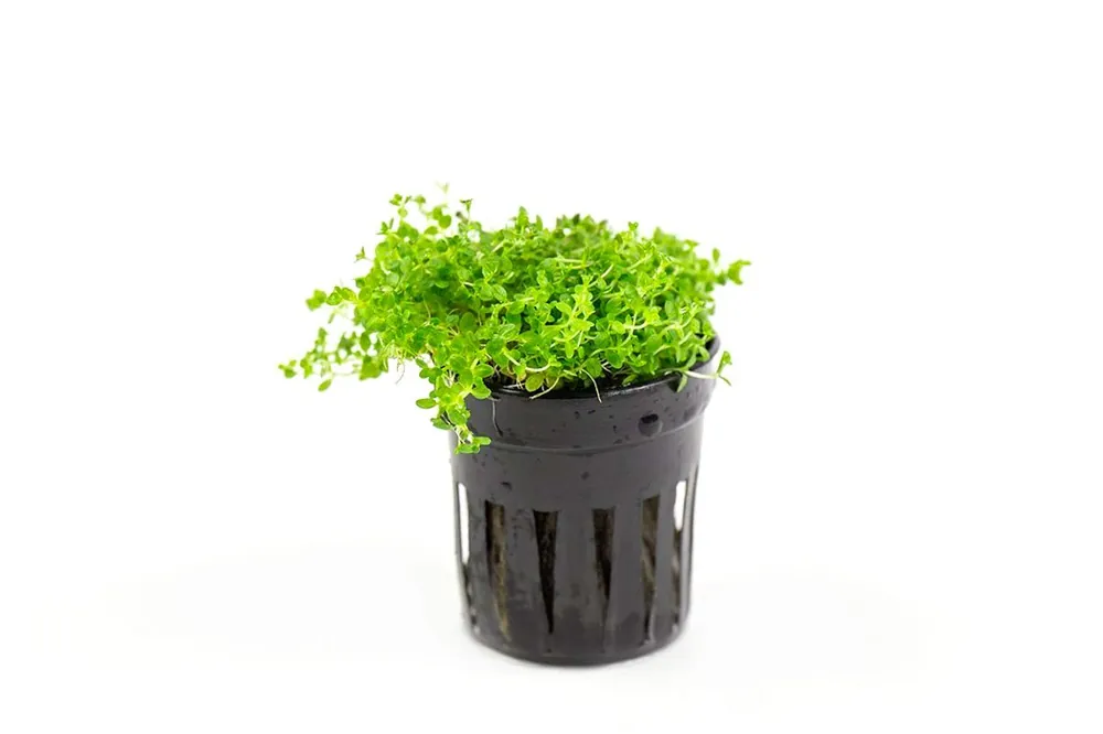 Hemianthus Callitrichoides 'Cuba' (Dwarf Baby Tears) - CPA