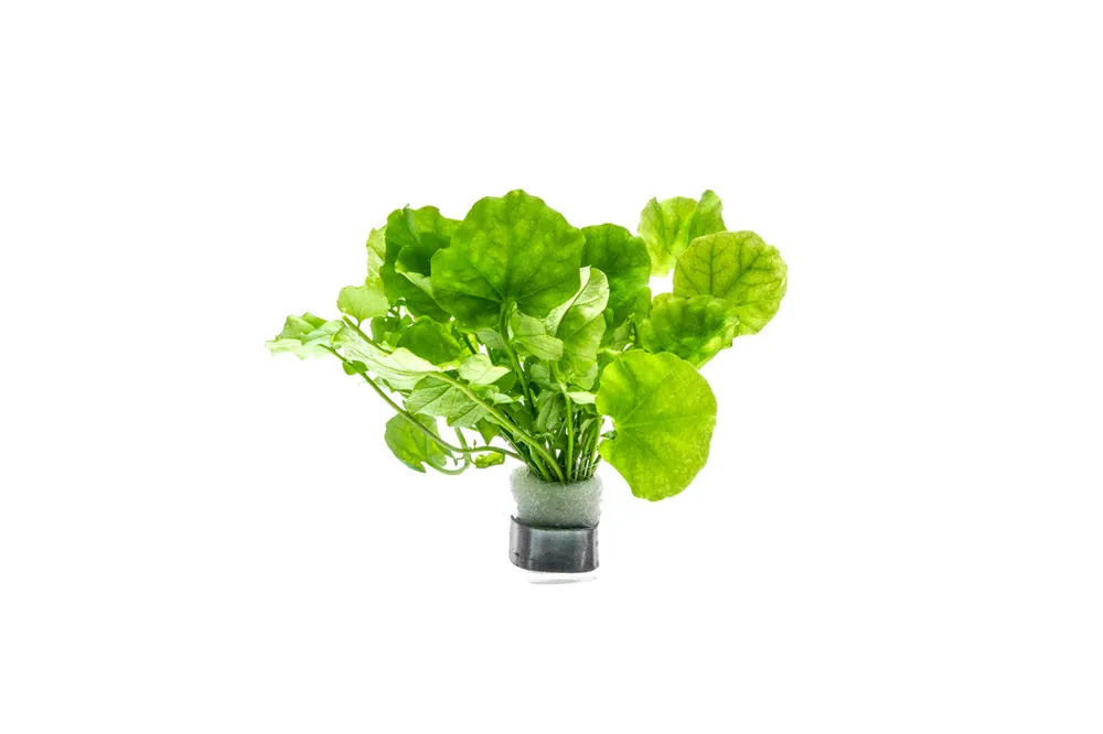 Cardamine Lyrata - ACW