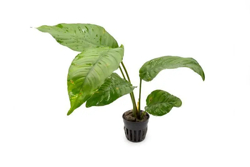 Anubias Heterophylla - CPA