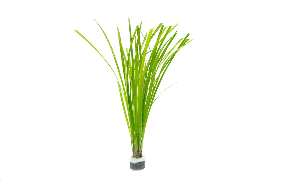 Cyperus Helferi - ACW