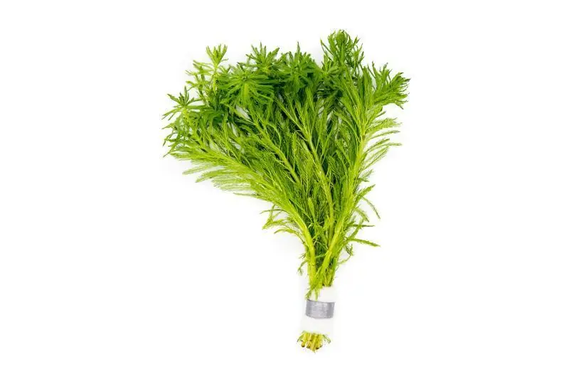 Myriophyllum Aquaticum (Parrot's Feather) - ACW