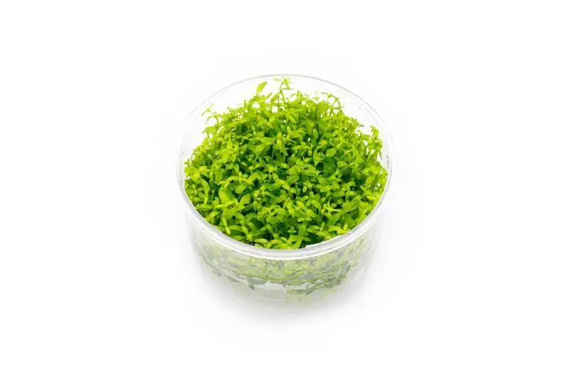 Micranthemum Micranthemoides (Pearl Weed) UNS Tissue Culture - UNSTC