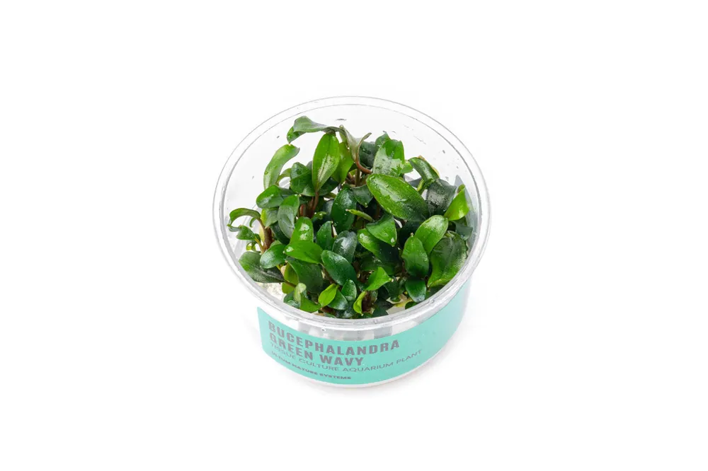Bucephalandra Green Wavy UNS Tissue Culture - UNSTC