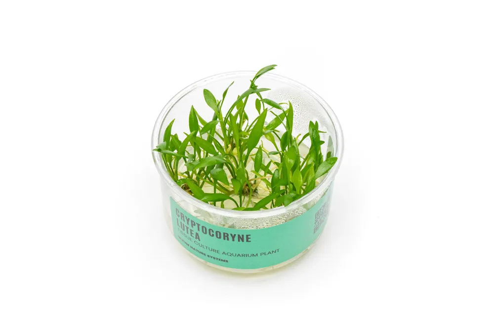 Cryptocoryne Lutea UNS Tissue Culture - UNSTC