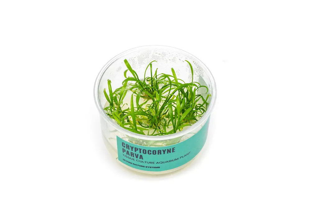 Cryptocoryne Parva UNS Tissue Culture - UNSTC