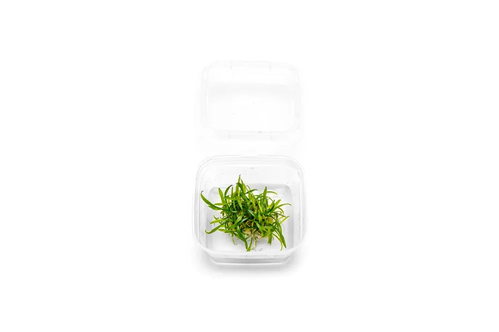 Cryptocoryne Parva Tissue Culture - Small Cup