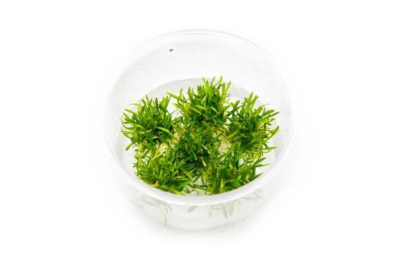 Cryptocoryne Parva Mini Tissue Culture - UNSTC
