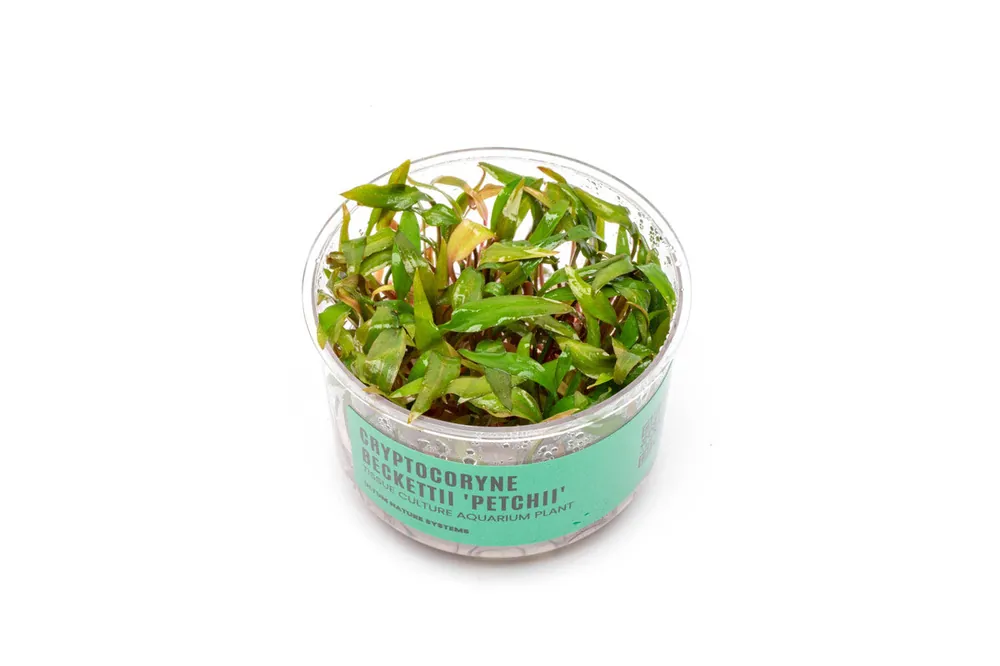 Cryptocoryne Beckettii 'Petchii' UNS Tissue Culture - UNSTC
